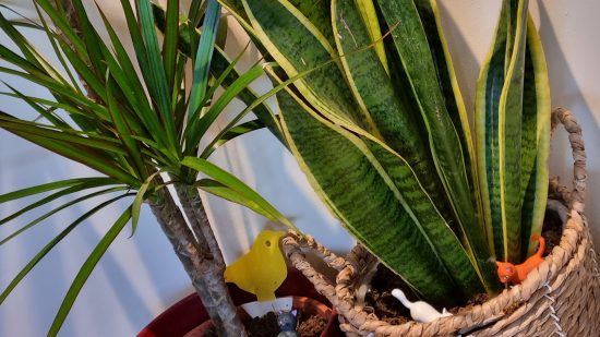 plants and cats